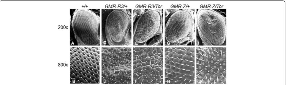 Figure 1 Loss ofbristles. Tor alters Z and R activity in a Drosophila model system. A-B