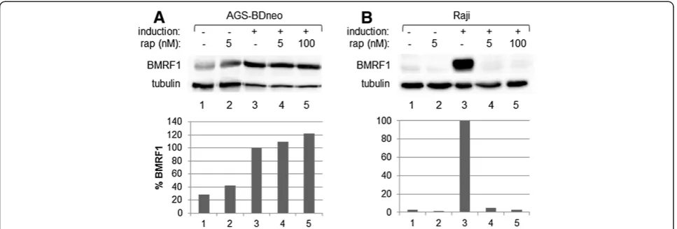 Figure 3 Higher doses of rapamycin are not effective in inhibiting EBV lytic replication in AGS-BDneo cells