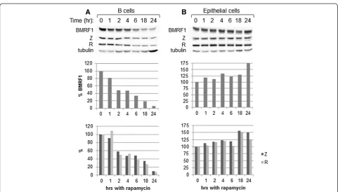 Figure 6 Shorter exposure times to rapamycin are not more effective at altering BMRF1 production in either B or epithelial cells