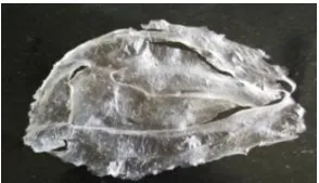 Fig. 2: Potato starch based fabric. 