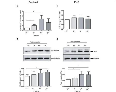Fig. 1 Expression of Dectin-1 and PU.1 inpresented (*,J software (Version 1.39u). The experiments were repeated at least thrice, and the data from one representative experiment with two technical repeats areagainst Dectin-1 (respectively