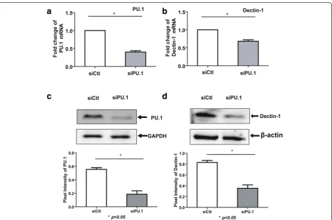 Fig. 6 Effect of PU.1 siRNA on Dectin-1 expression in THP-1 cells. THP-1 cells were treated with control siRNA or PU.1 siRNA using Lipofectamine2000 at the indicated concentrations