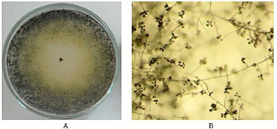Figure 1. Morphology of the T. inhamatum fungus on the Czapek Dox agar medium: