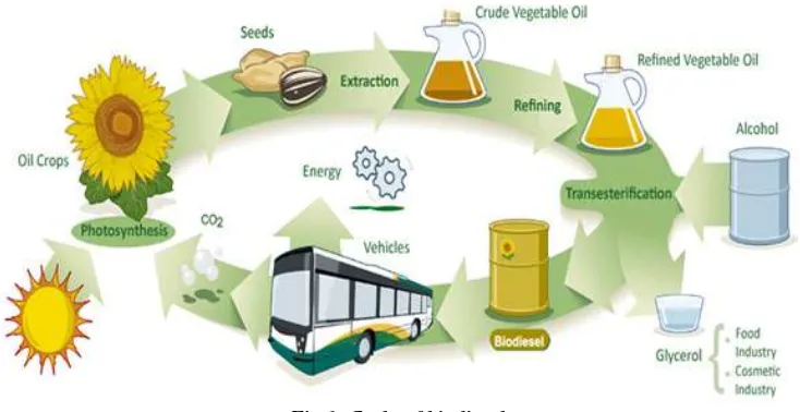 Fig 1. Cycle of biodiesel 