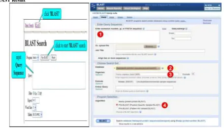 Figure 4: Run the BLAST program. 