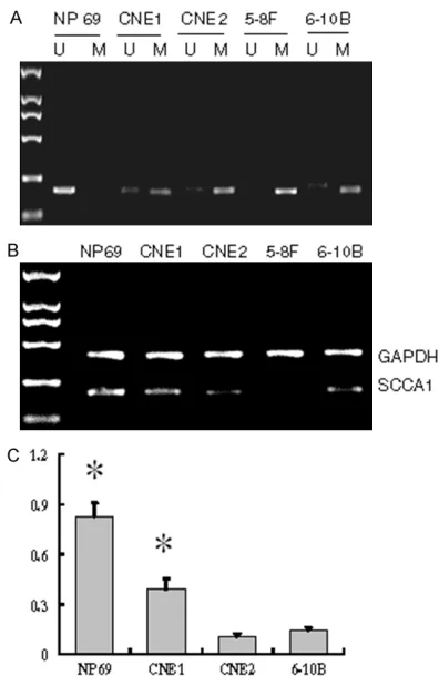 Figure 1. SCCA1 promoter methylation and SCCA1m-RNA expression in NPC cell lines. A. Typical MSP re-sults