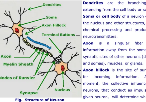 Fig.  Structure of Neuron 