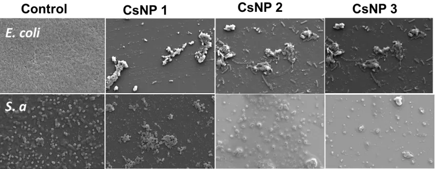 Figure 3.10 Scanning electron microscopy (SEM) images of control and CsNP-penicillin conjugates with a concentration of penicillin at 6 μg/mL against E