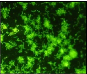 Figure 2.5 Visualization of early stages (24 h) of biofilm formation of et alP. acnes LMG 16711, using SYTO9 and epifluorescence microscopy (magnification: 500×) (Coenye ., 2007) 