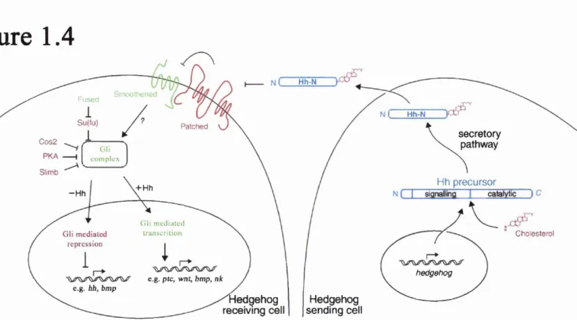 Figure  1.4 H h -N Fused H h - N S u ( f u ) Patched secretory pathwayC o s 2 PKA Gli c o m p l e x S lim b Hh  precursor + H h - H h C h o l e s t e r o lG li  m ediated transcrition G li  m ediated  rep ression hedgehog e .g 