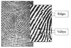 Figure 1: Ridges and Valleys in a Fingerprint [19]