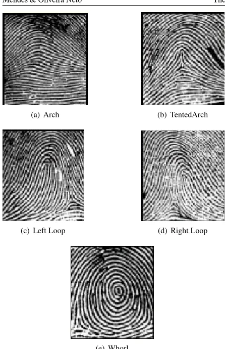 Figure 2: Five main types of ﬁngerprint classiﬁcation as deﬁned byHenry [5]