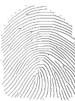 Figure 4: Thinned Fingerprint [17]