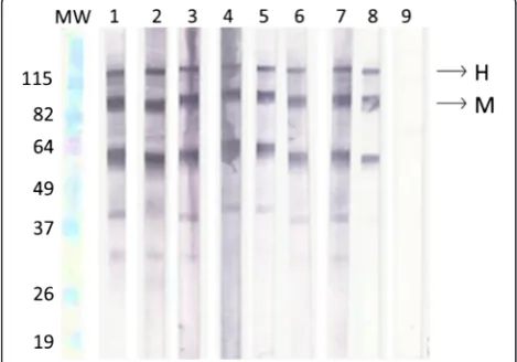 Table 2 Serological parameters for the Western blot usingptHMIN