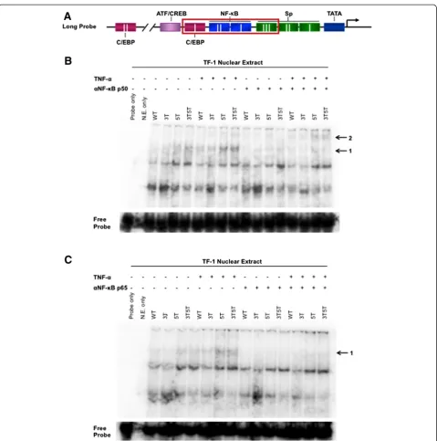 Figure 4 Nuclear factor-showed greater complex formation and abrogation and shift of complex formation when incubated with NF-(C)formation when incubated with NF-used to determine differences in complex formation at each LTR