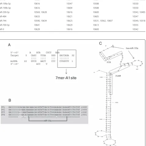Table 1 miRNAs predicted to target a conserved region of DENV-1 to 4 3'UTR