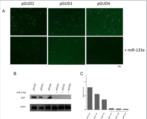 Fig. 2 MiRNA-133a alters the expression of GFP-fused to the DENV RNA 3'UTR. Vero cells were co-transfected with pGUD1, pGUD2, pGUD4 orsynthetic miRNA-133a mimics and 24 h later, the expression of GFP was assessed by fluorescence microscopy (a) and western 