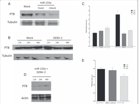 Fig. 4 DENV up-regulates the expression of PTB through negative regulation of miRNA-133a