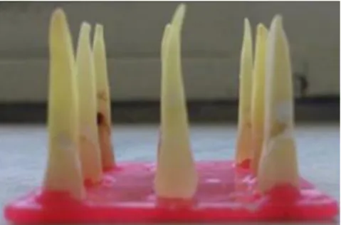 Figure 1. Samples prepared for CBCT 