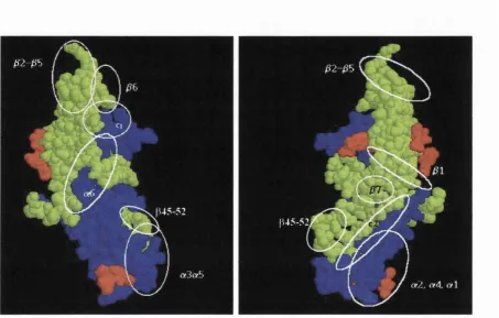 Figure 1.7: Epitopes localisation on hCG.