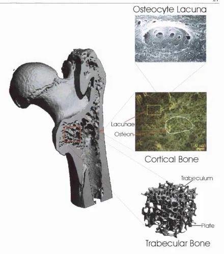 Figure 1-1. Bone Structure.