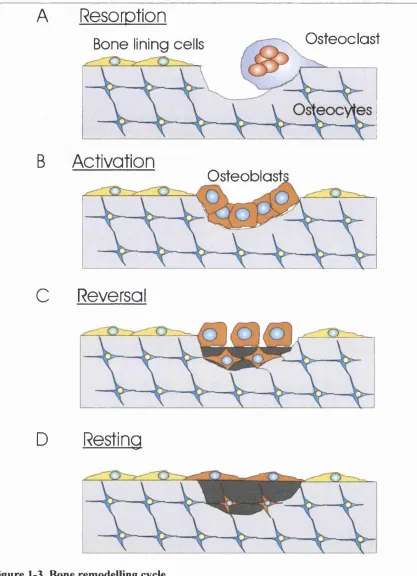 Figure 1-3. Bone remodelling cycle.