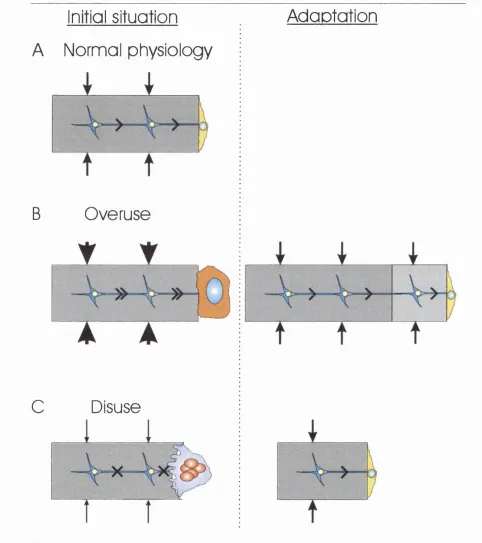 Figure 1-4. Bone modelling.
