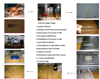 Figure 1: Exhibiting the Methodology of Comet Assay in Clock-wise direction with No.1 to 12