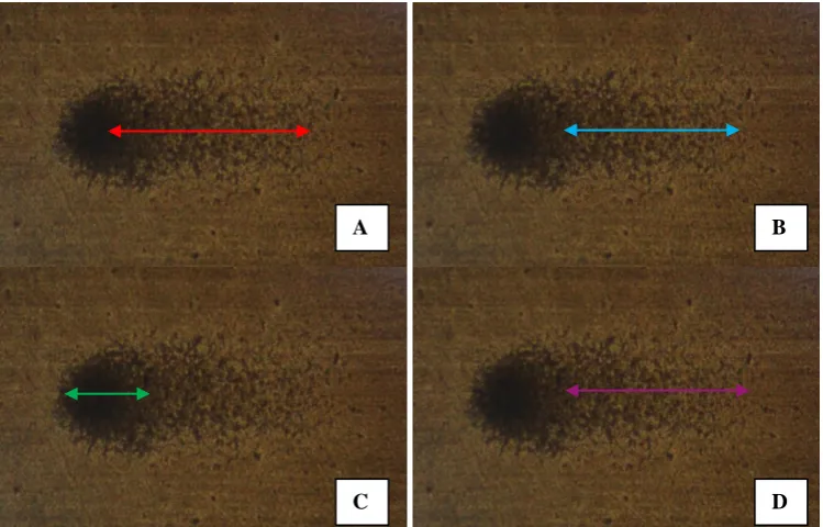Figure 3: Exhibiting Captures of Silver Nitrate stained Comet Image with marked Parameters A