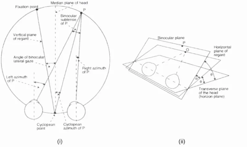 Figure 3.9:Cyclopean coordinates of absolute disparity: (i) the cyclopean azimuth of a point P is 