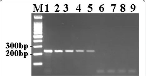 Figure 3 Sensitivity of conventional PCR. M, 100 bp DNA ladder;1, 2 × 107 copies/tube; 2, 2 × 106 copies/tube; 3, 2 × 105 copies/tube;4, 2 × 104 copies/tube; 5, 2 × 103 copies/tube; 6, 2 × 102 copies/tube;7, 20 copies/tube; 8, 2 copies/tube; 9, negative control.