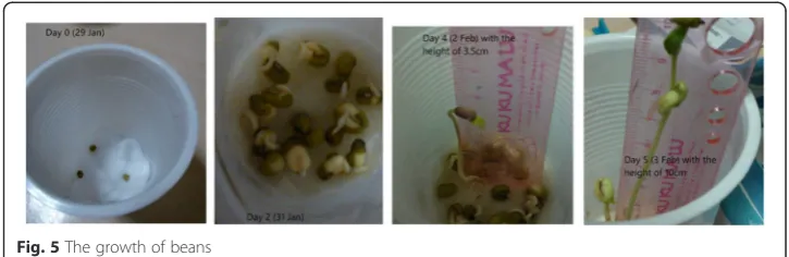 Fig. 5 The growth of beans
