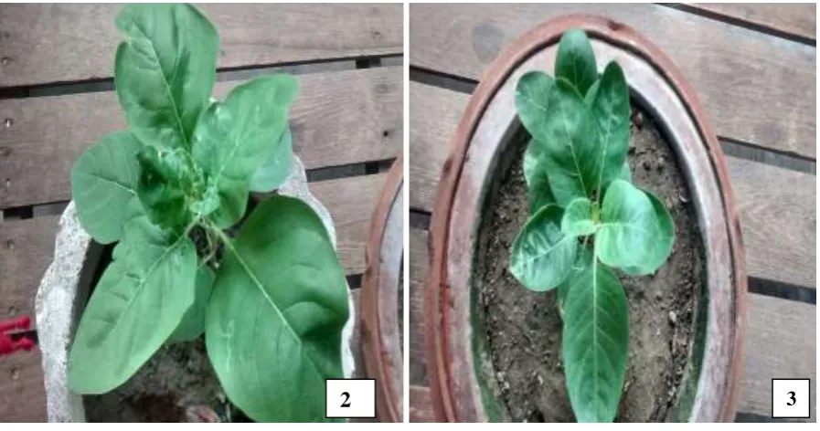 Figure 2: Regenerated plant                                   Figure 3: Mother plant 