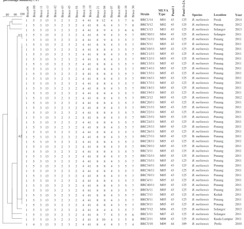 Fig. 1 Dendrogram for 43 Brucella melitensis isolates from cases of human brucellosis based on MLVA16 assay