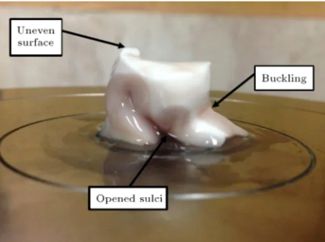 Figure 2. Common defects of a low-quality sample. Sulci opening causes dramatic changes in diameter and height.