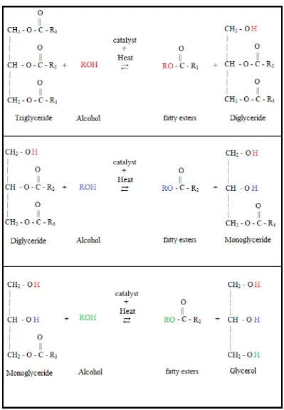 Figure 2.4: The steps involve in the transesterification reaction.   