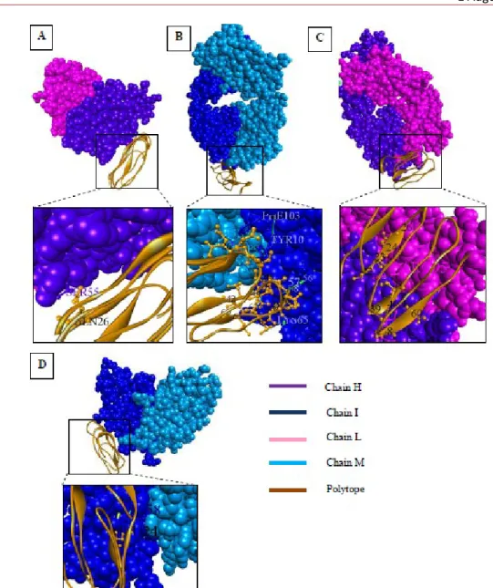 Figure  3.  Molecular  Docking  interaction  between  Polytope  and  bnAbs.  The  complex  of  polytope interaction with B7 bnAbs (A), C8 bnAbs (B), A11 bnAbs (C), and C10 bnAbs (D)