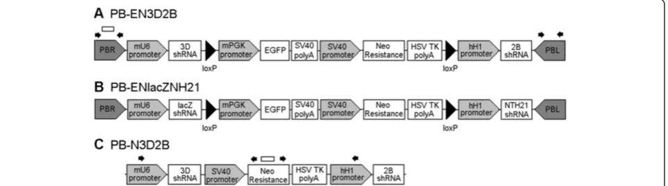 Figure 1 Schematic diagram of the shRNA-expressing vectors used for transgenic modification.been substituted with non-specific shRNA cassettes