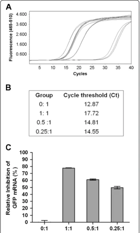 Figure 3 Establishment of transgenic monoclonal colonies andthe development of MTCL. The shRNA-expressing plasmids PB-EN3D2B or PB-ENlacZNH21 were integrated into the genome ofIBRS-2 cells using the piggyBac transposon system
