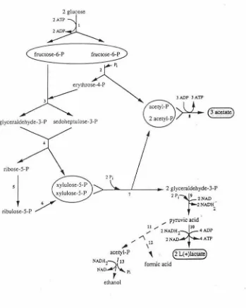 Figure 1: The metabolic pathway of Bifi.dobacterium. 