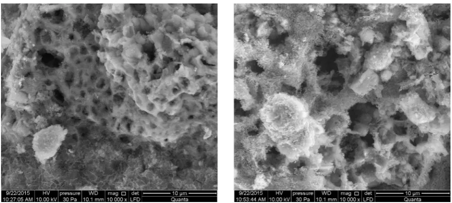 Figure 4. SEM of sample S1