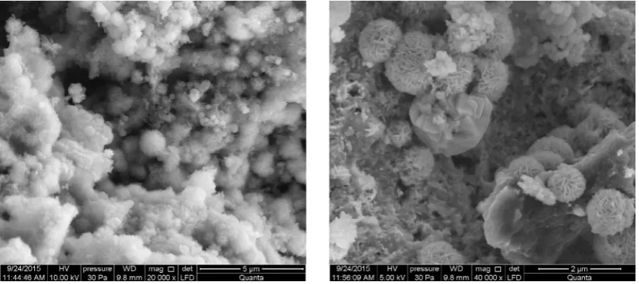 Figure 9. SEM of sample S6