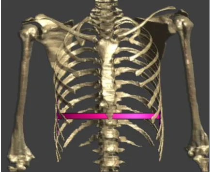 Figure 5. A trunk phantom used in the simulation (red indicates the computational domain)