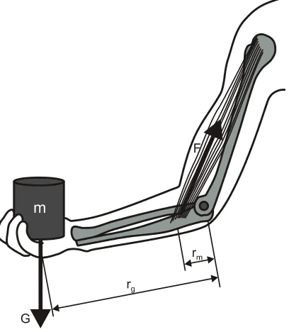 Figure 4 shows functioning of the human arm. Radiusdistal end of the the biceps muscle is attached to radius bone, at the distance in modeling of forearm motion we can consider it as attached to the humerus head