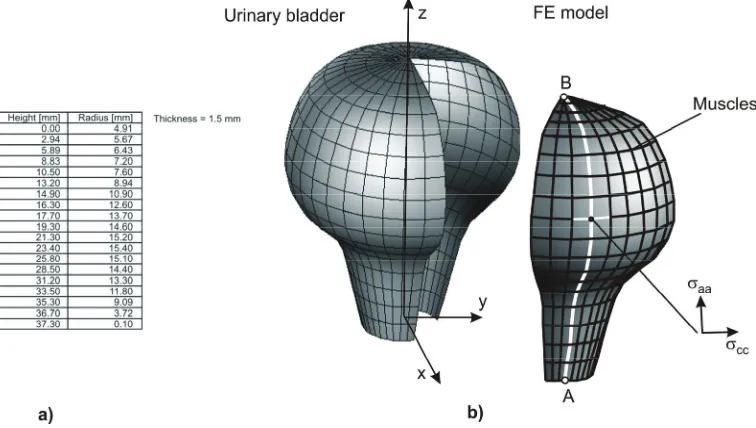 Fig. 1. Finite element model of a rabbit urinary bladder.  σa) Coordinates of the wall profile; b) Finite element model