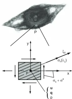 Fig. 1. Biphasic model of cell. Stresses at a material point P within the solid phase include the passive and active parts acting along the fibers (direction σ  and sσ (2D representation of stresses in the figure)