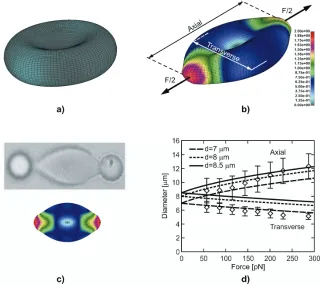 Fig. 3. Computed change of RBC diameters for initial biconcave, cylindrical and elliptical shape
