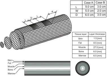 Fig. 1. Basic geometrical data for the human upper arm. The concentric cylinders denote different tissue layers: skin, fat, muscle, bone and bone marrow