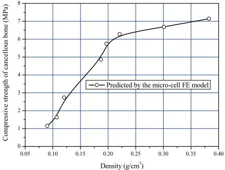 Fig. 6. Micro-stress concentration factor in the micro-architecture of cancellous bone