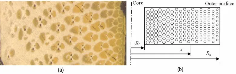 Fig. 1. (a) Cross-section of a bamboo stem (Magnification 10X) adopted with permission from Ref (Li 2004); and (b) a model of the graded porous material